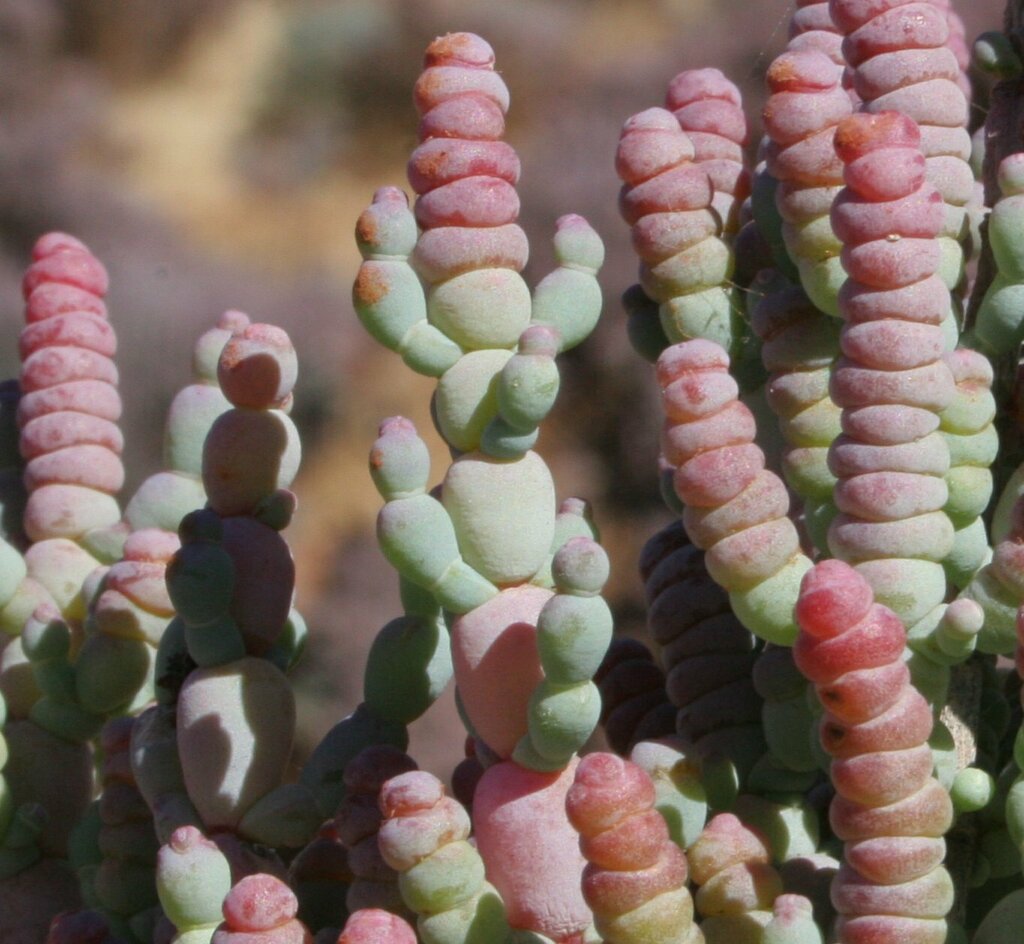 Tecticornia auriculata