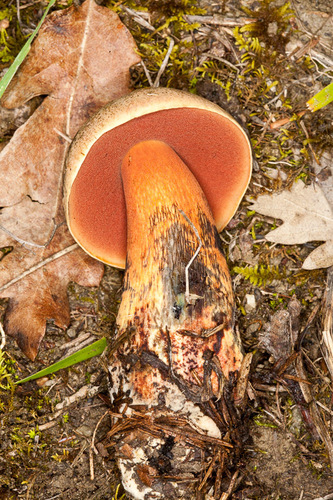 Boletus luridus var. luridus image