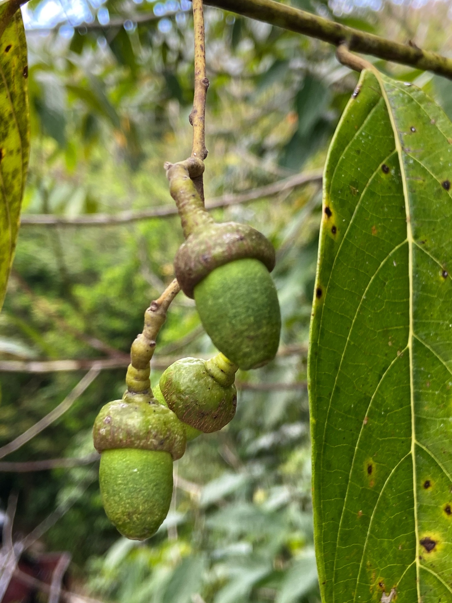 Nectandra krugii