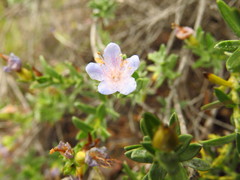 Lobostemon paniculatus