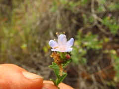 Lobostemon paniculatus