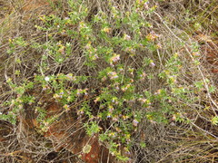 Lobostemon paniculatus