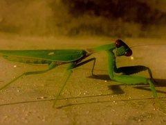 Hierodula tenuidentata