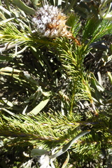 Serruria trilopha