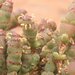 Tecticornia indica bidens - Photo (c) geoffbyrne,  זכויות יוצרים חלקיות (CC BY-NC)