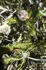 Serruria trilopha
