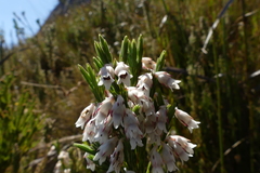 Erica dianthifolia