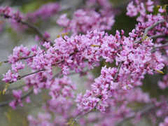 Cercis canadensis texensis