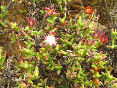 Smicrostigma viride