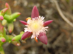 Smicrostigma viride