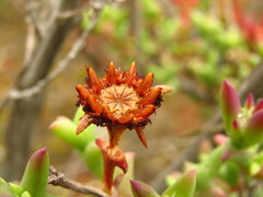 Smicrostigma viride