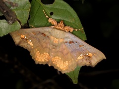 Lopharthrum comprimens