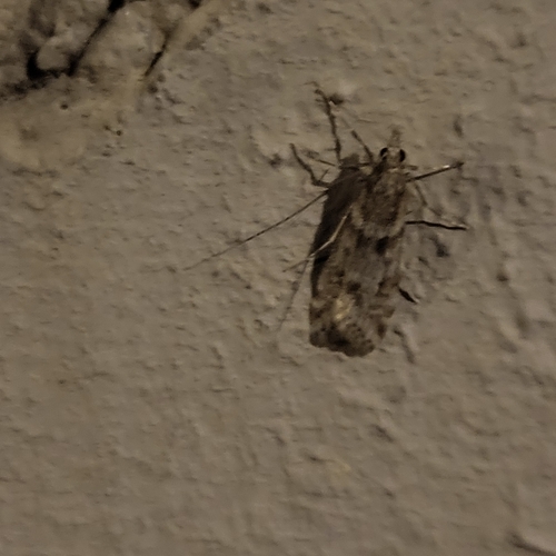 Eudonia angustea