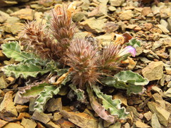 Acanthopsis dispermoides