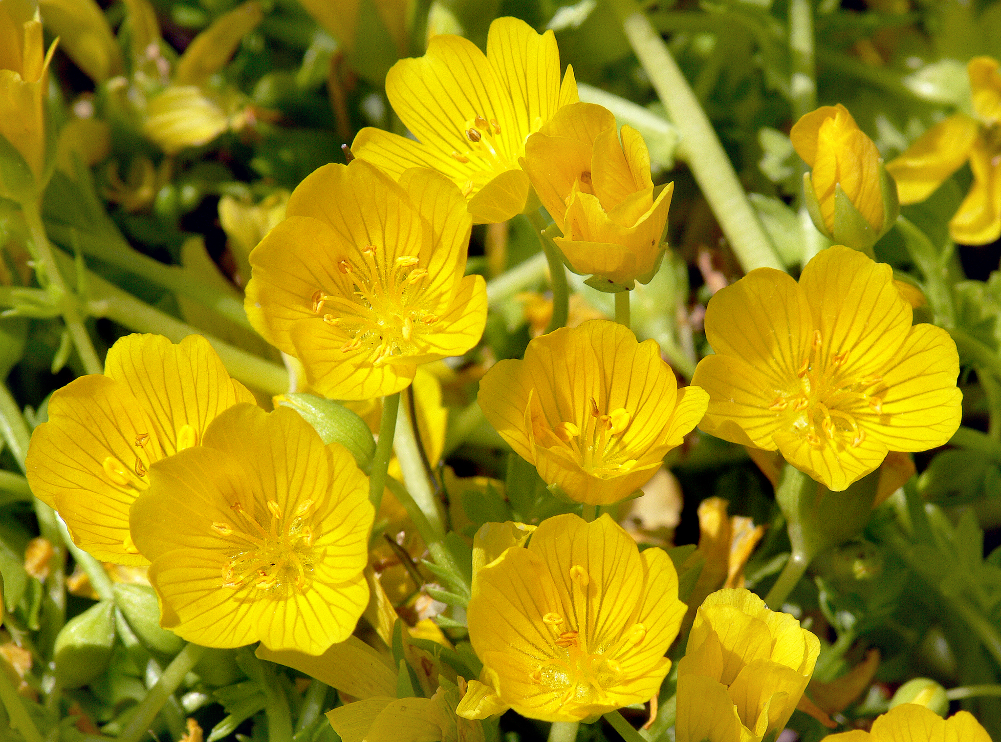 Limnanthes douglasii ssp. sulphurea