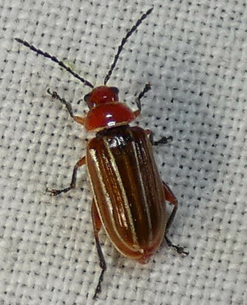 Disonycha conjugata