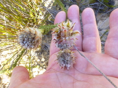 Serruria trilopha