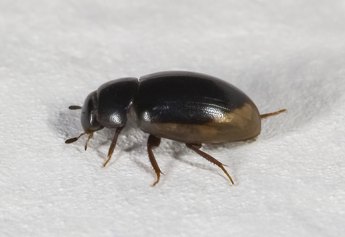 Yellow-bordered Water Scavenger Beetle