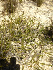 Serruria trilopha