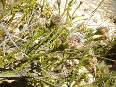Serruria trilopha