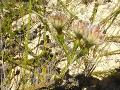 Serruria trilopha