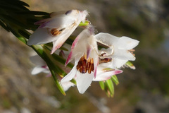Erica dianthifolia