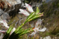 Erica dianthifolia