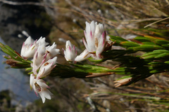 Erica dianthifolia