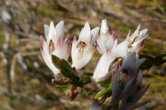 Erica dianthifolia