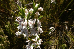 Erica dianthifolia