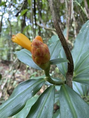 Costus wilsonii image