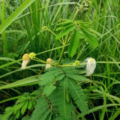 Zapoteca portoricensis, photograph (c) Abu Hamas, some rights reserved (CC BY-SA)