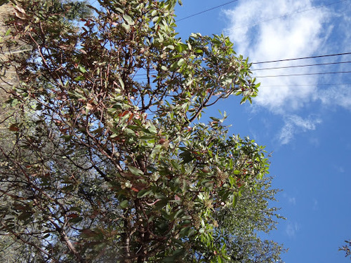 Texas madrone