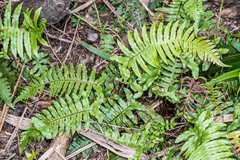 Cranfillia vulcanica