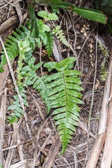 Cranfillia vulcanica