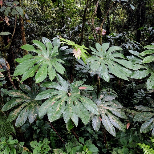 Trevesia sundaica, photograph 1