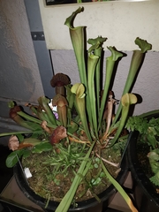 Sarraceniaceae