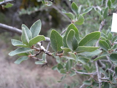 Quercus intricata