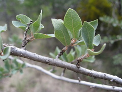 Quercus intricata