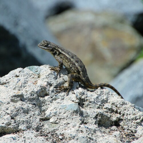 iNaturalist observation photo of Western Fence Lizard