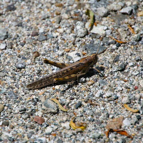 iNaturalist observation photo of Gray Bird Grasshopper