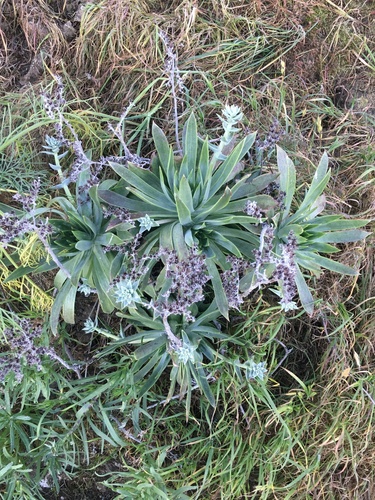 Dudleya traskiae