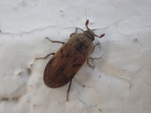Larder beetle
