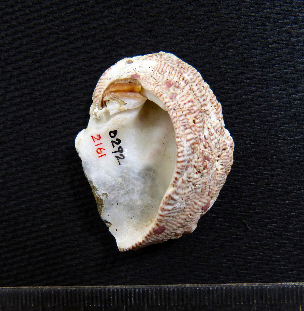 Pseudochama panamensis