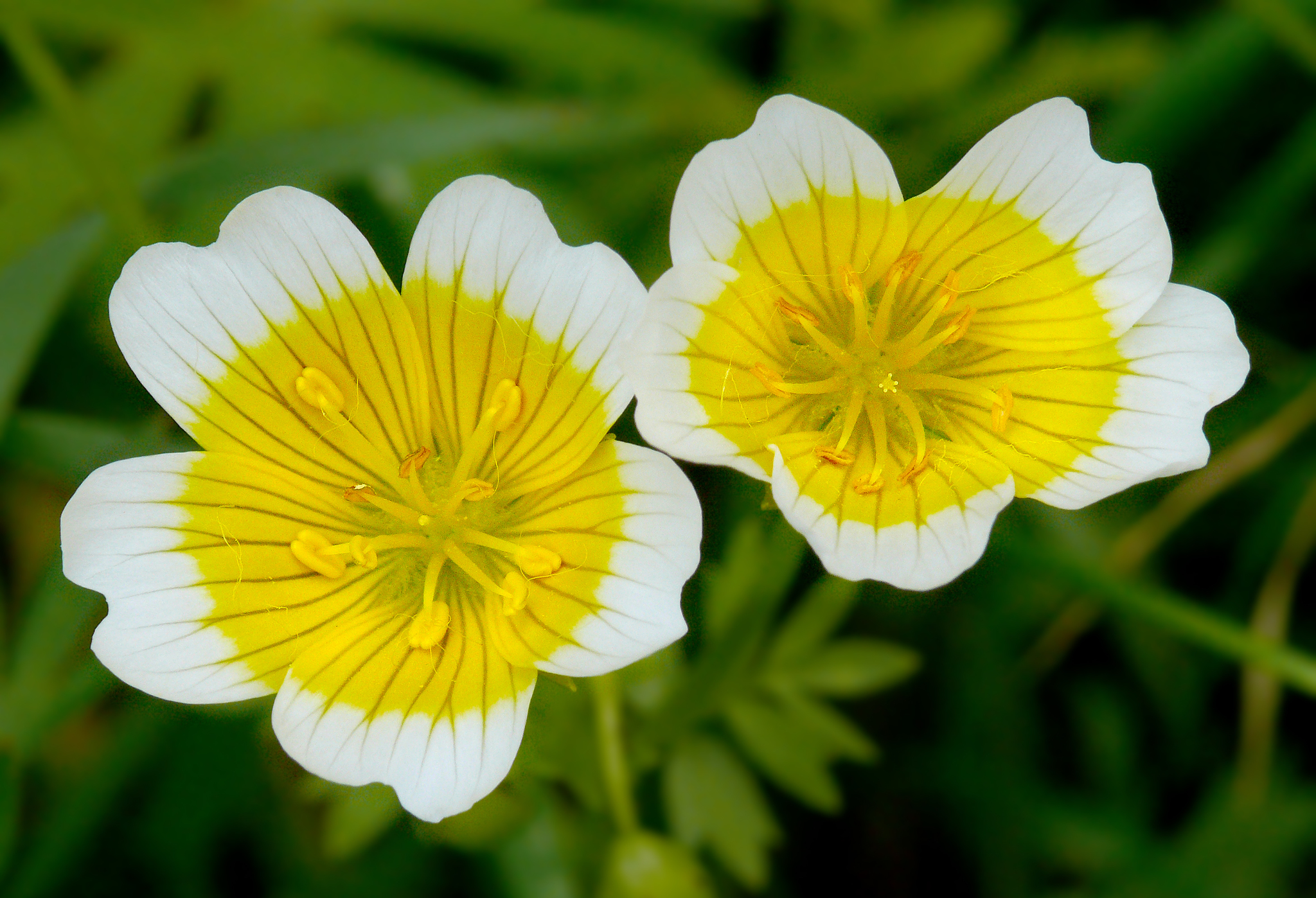 Limnanthaceae