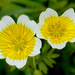 Limnanthes douglasii douglasii - Photo (c) James Gaither, some rights reserved (CC BY-NC-ND)