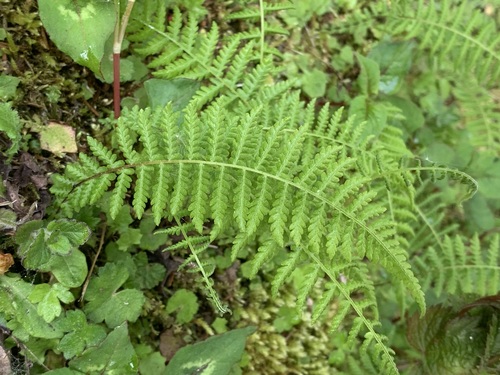 Parathelypteris observed 2023-05-04