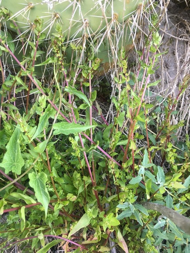San Diego coastalcreeper (Aphanisma blitoides)