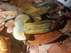 Boletus luridellus image