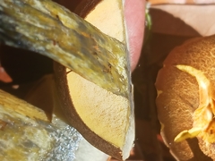 Boletus luridellus image